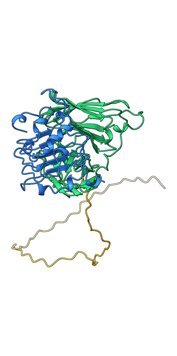 scFv against EGFR with C-terminal tag extending away