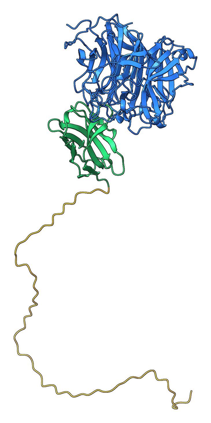 VHH nanobody against Nipah-G with C-terminal tag extending away