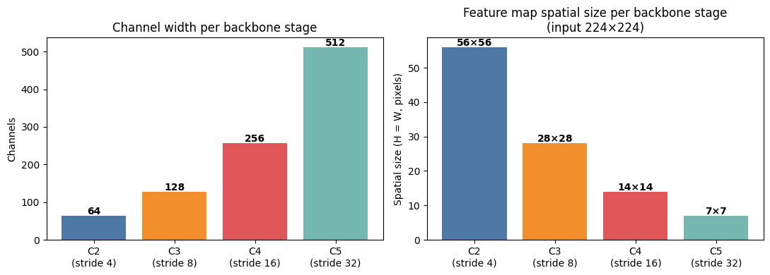 Channel width per backbone stage