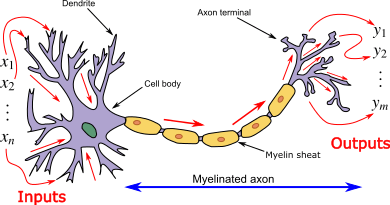 real-neuron
