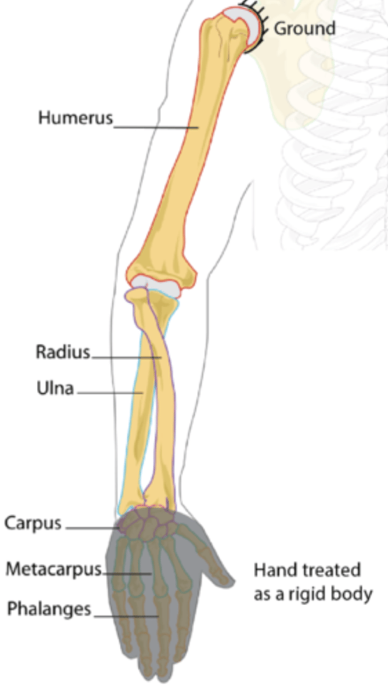 Human arm.