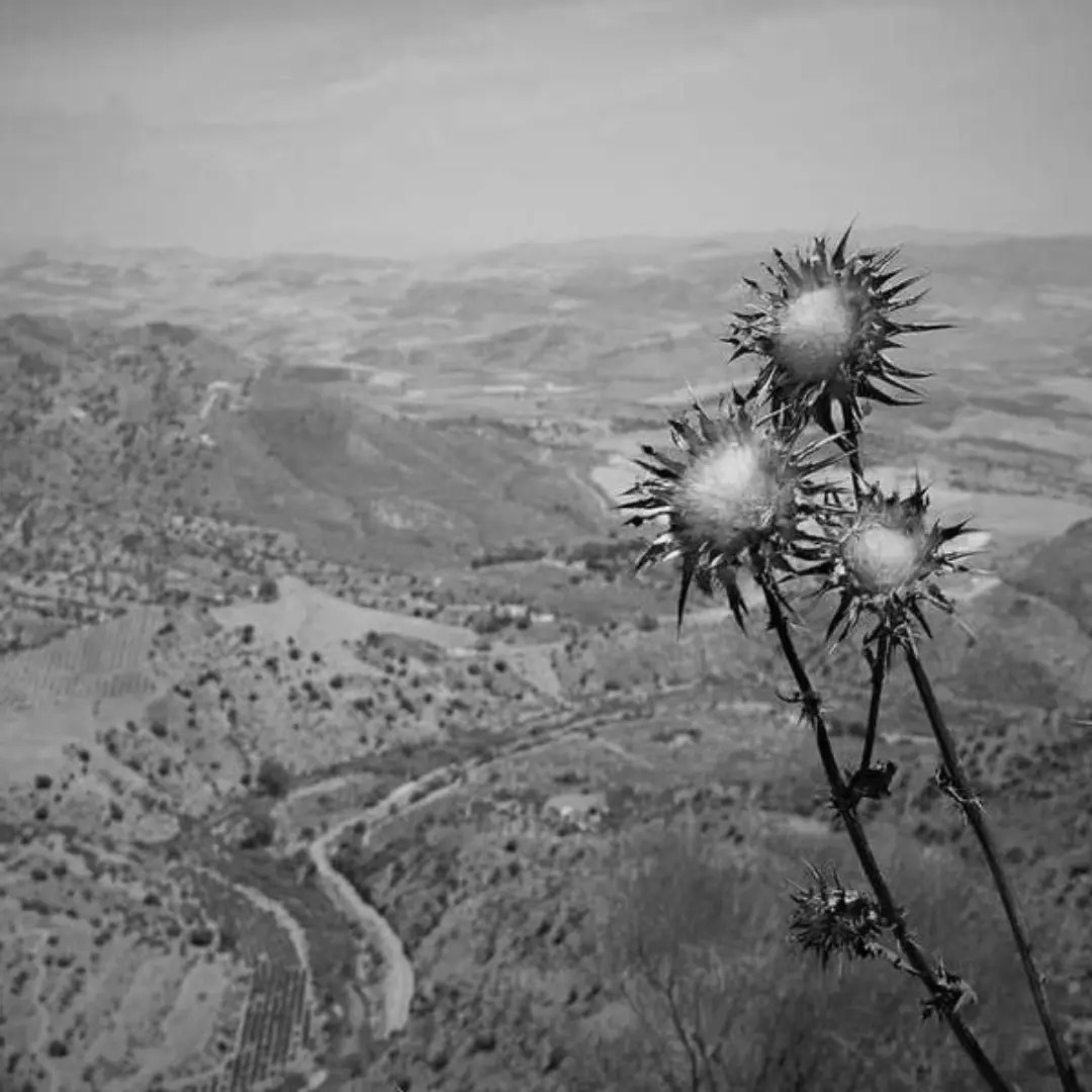 Add Grayscale