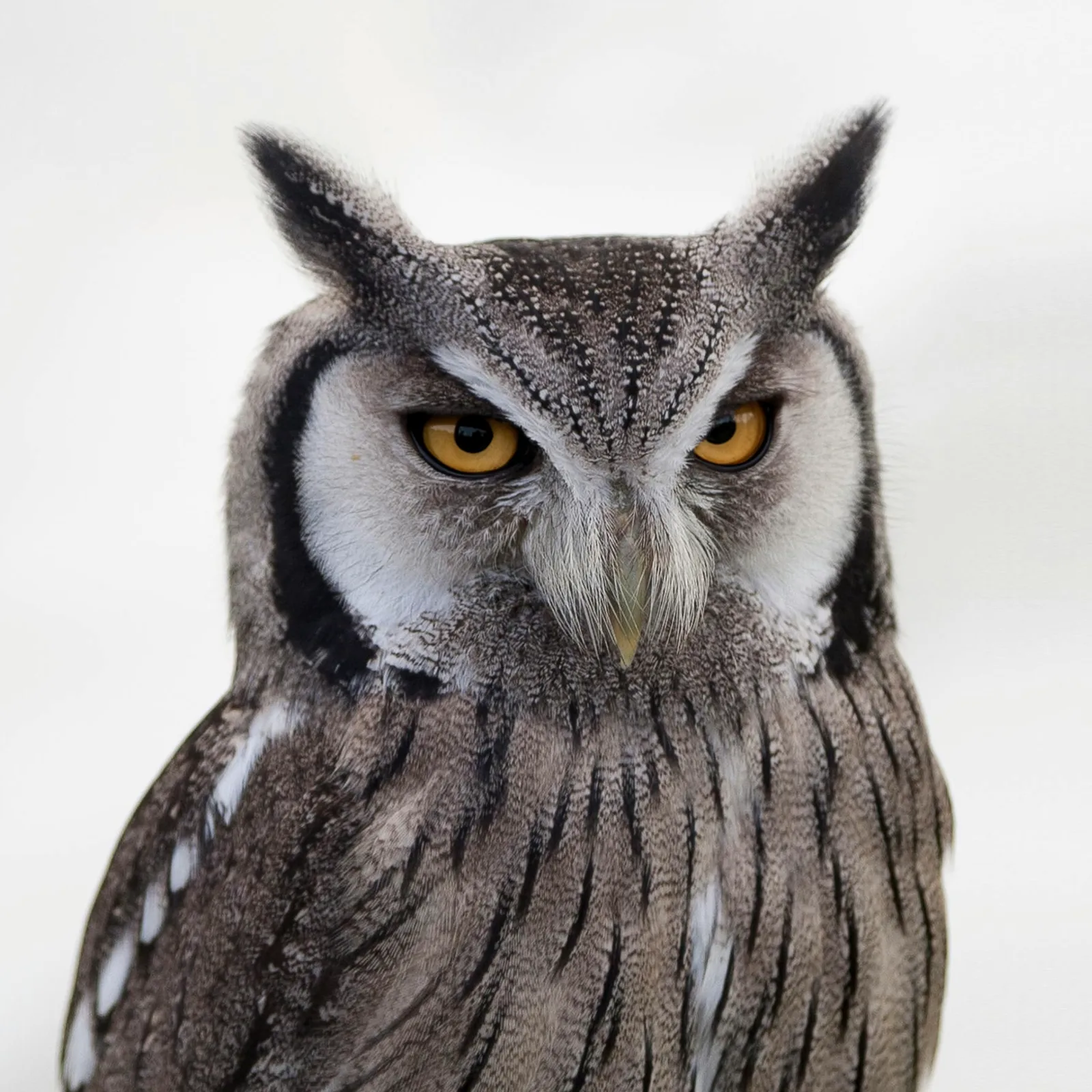 Output: owl with open eyes