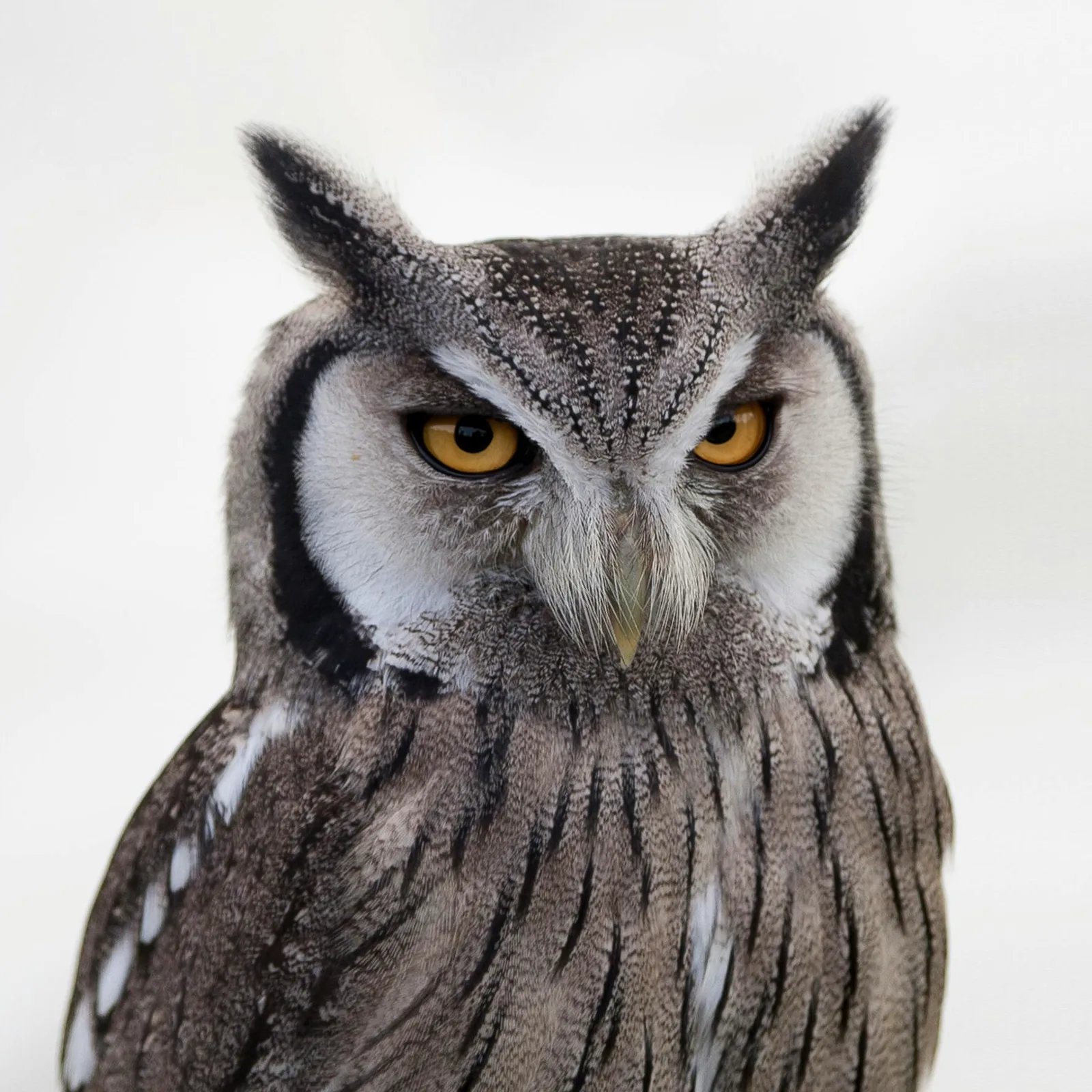 Output: owl with open eyes