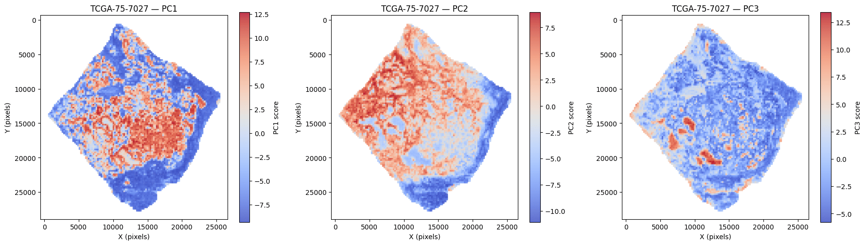Spatial heatmaps of the first three principal components of tile embeddings