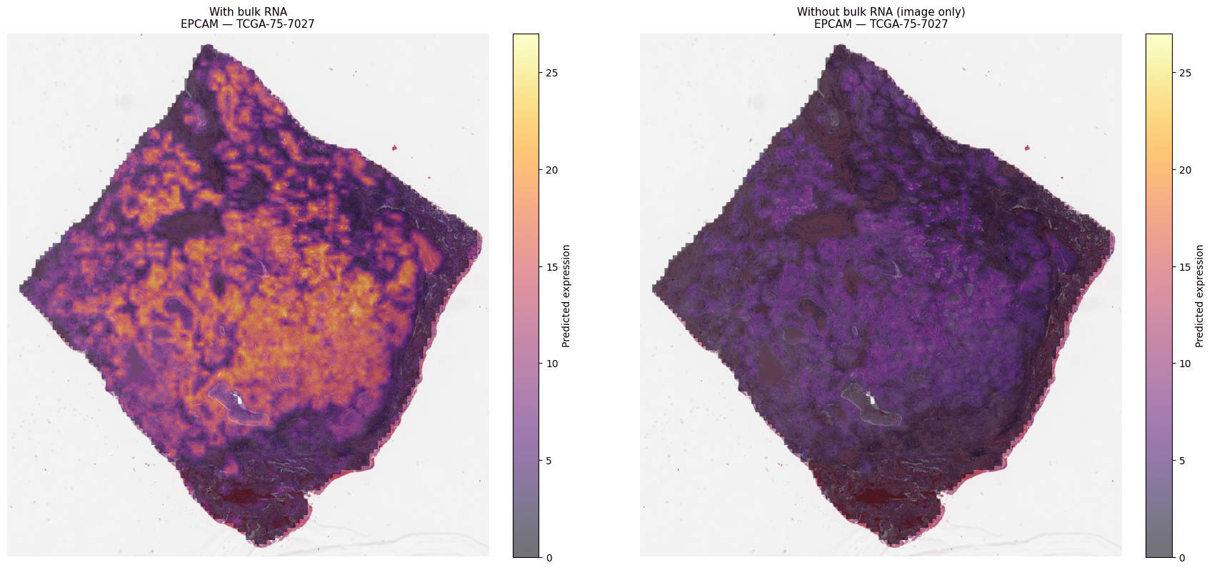 Side-by-side EPCAM overlay: with bulk RNA vs image only