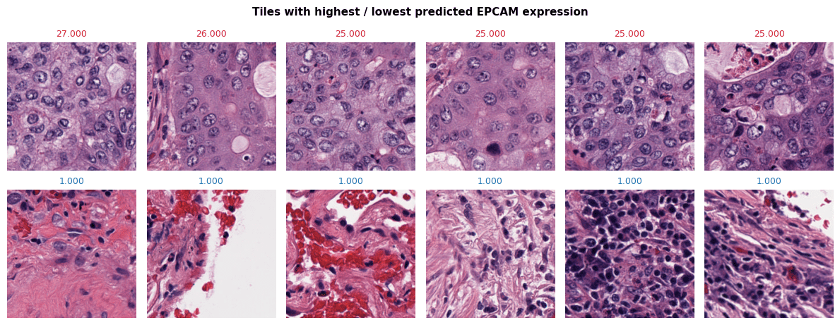 Grid of tiles with highest and lowest predicted EPCAM expression
