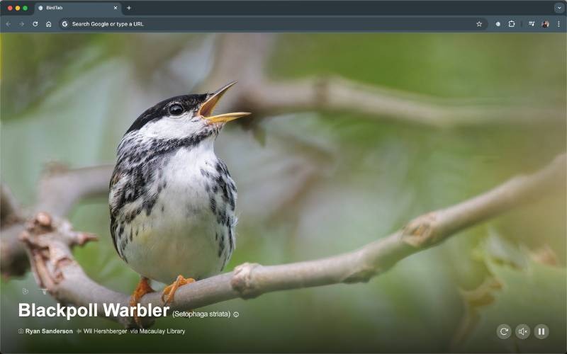 BirdTab new tab page showing a bird with info panel