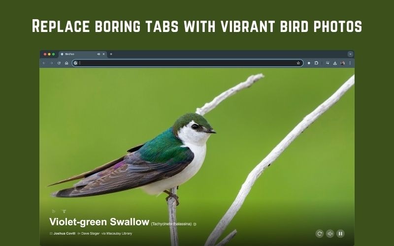 BirdTab new tab with Quick Access panel visible