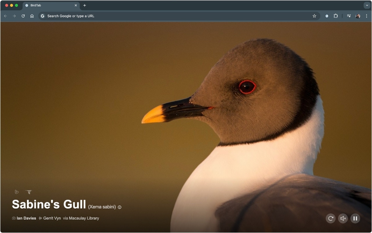 BirdTab new tab showing a bird with info panel