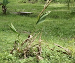 Video frame after compression - optimized 122 MB file