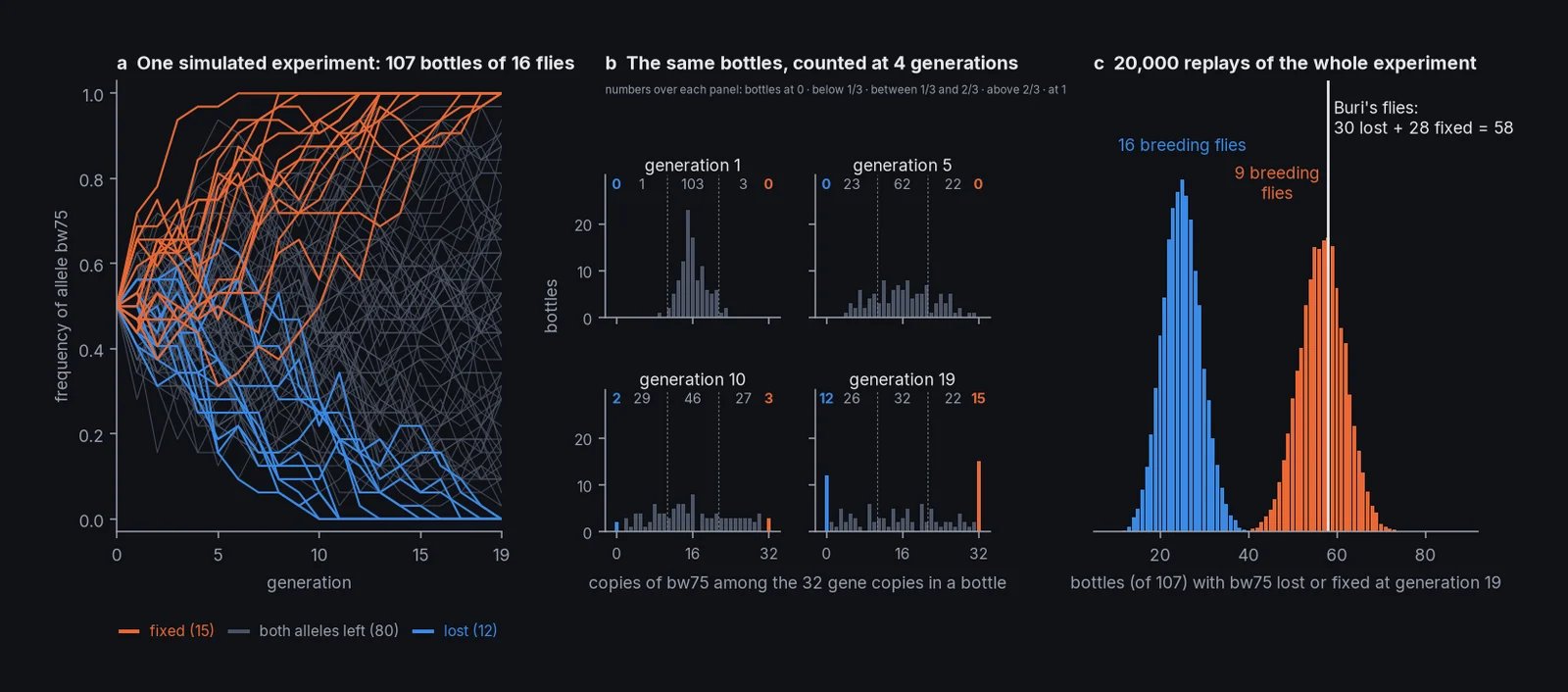 Three panels: 107 simulated allele-frequency paths over 19 generations, histograms at generations 1, 5, 10, and 19, and 20,000 replays at 16 and 9 breeding flies against Buri's 58.