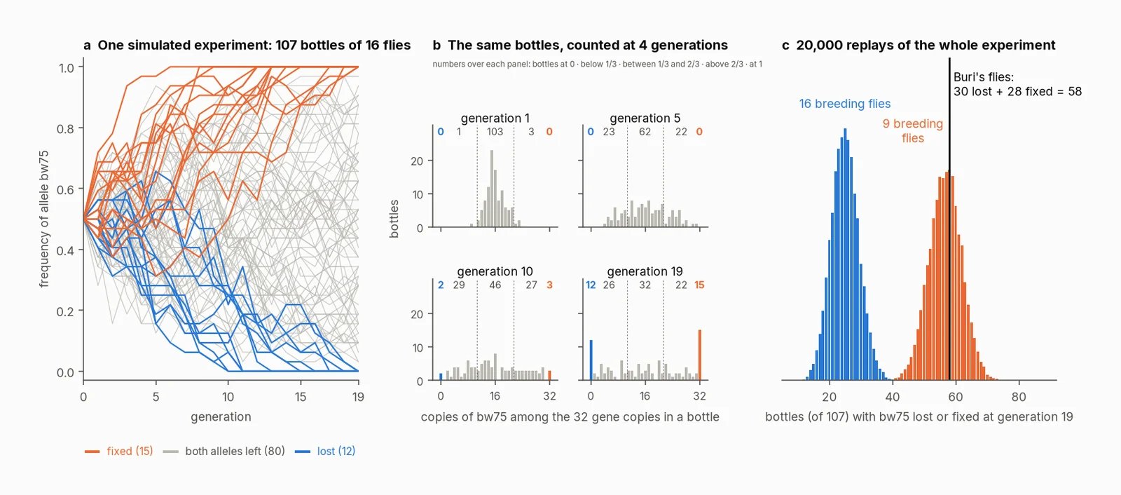 Three panels: 107 simulated allele-frequency paths over 19 generations, histograms at generations 1, 5, 10, and 19, and 20,000 replays at 16 and 9 breeding flies against Buri's 58.