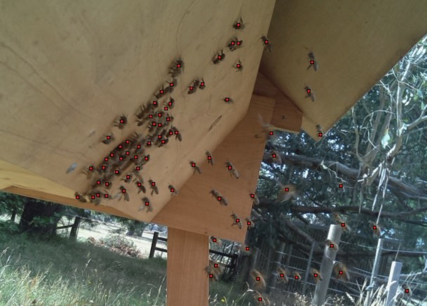 Bee counting example using a smaller heat map to identify individual bees