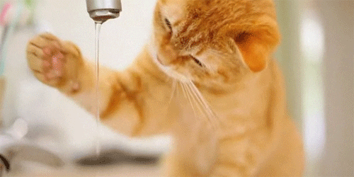 Cat reaching toward running water from a faucet