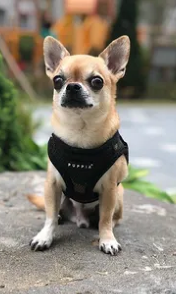 Crop an image by customizing its aspect ratio