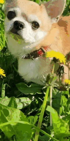 Image after AVIF compression at 10% quality
