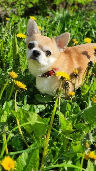 Image after WebP compression at 95% quality