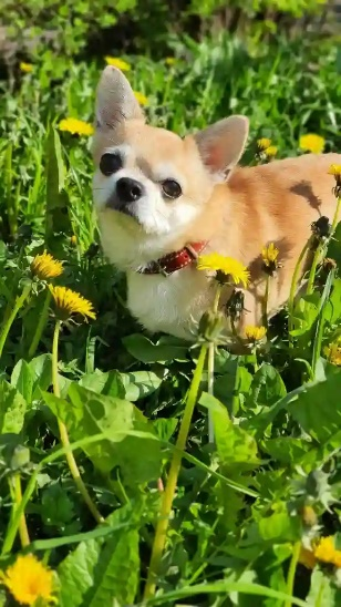 After avif compression 50%