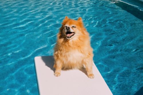 Photograph of a pomeranian dog sitting on a pool diving board above the water.