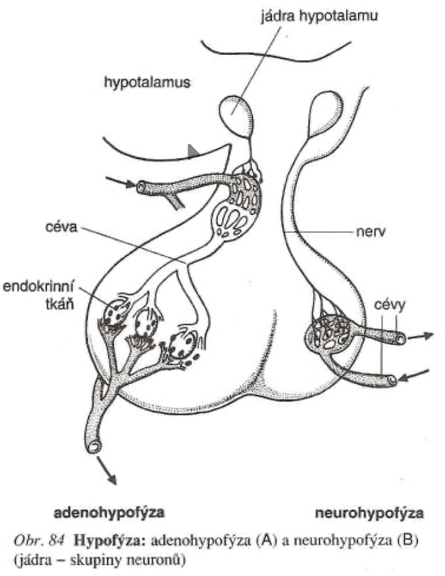 schéma hypothalamu