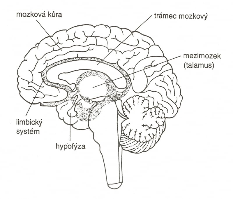 limbický systém