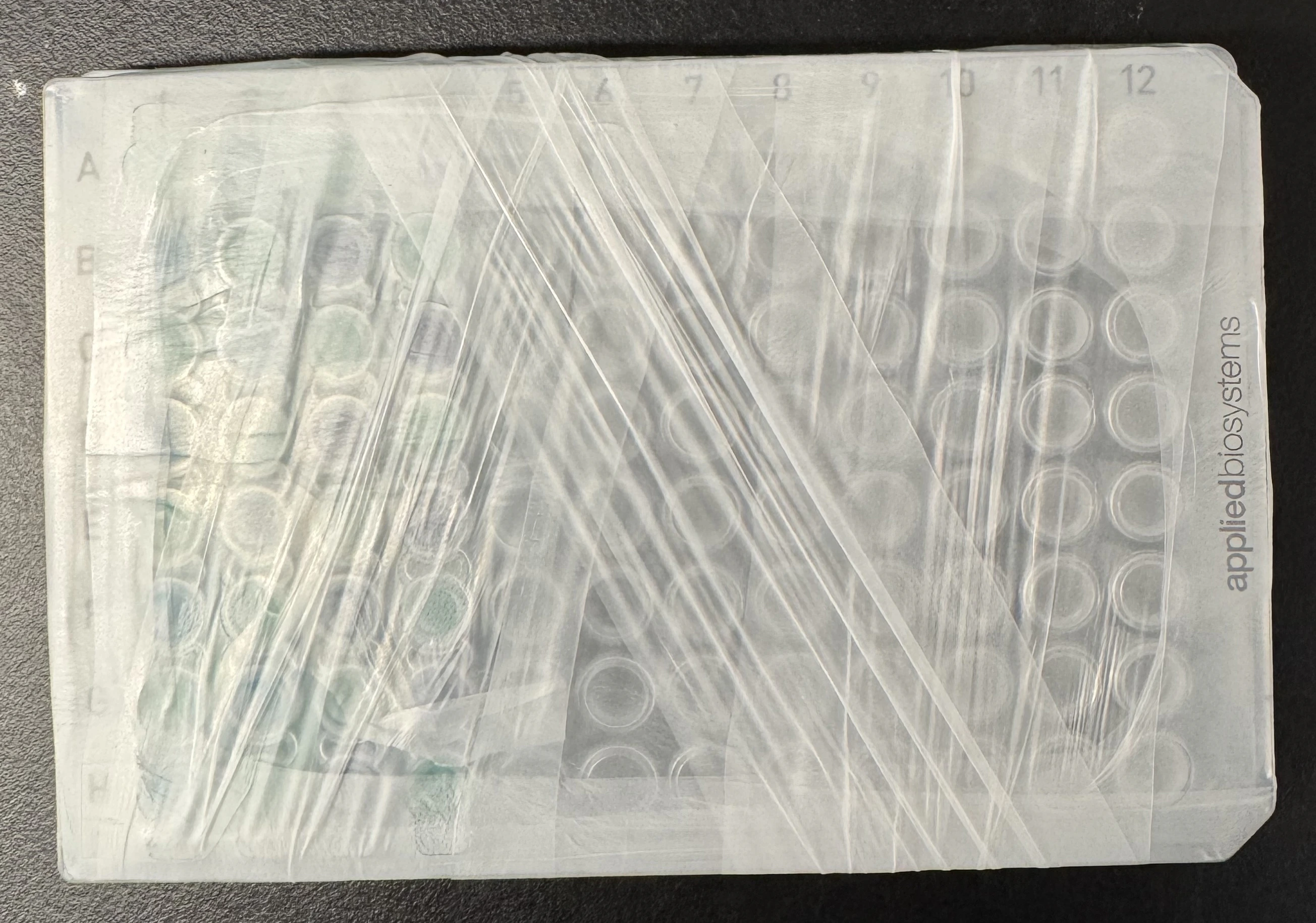 Parafilmed Plate Parafilmed Plate