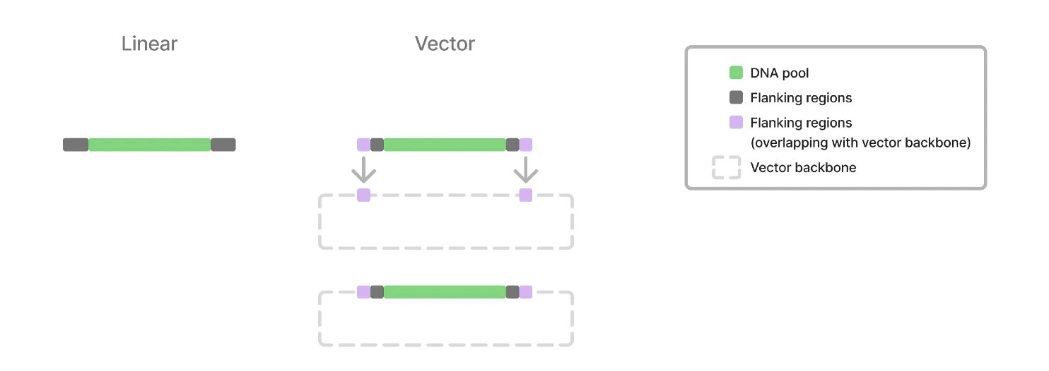 4 Order Form Vector Image