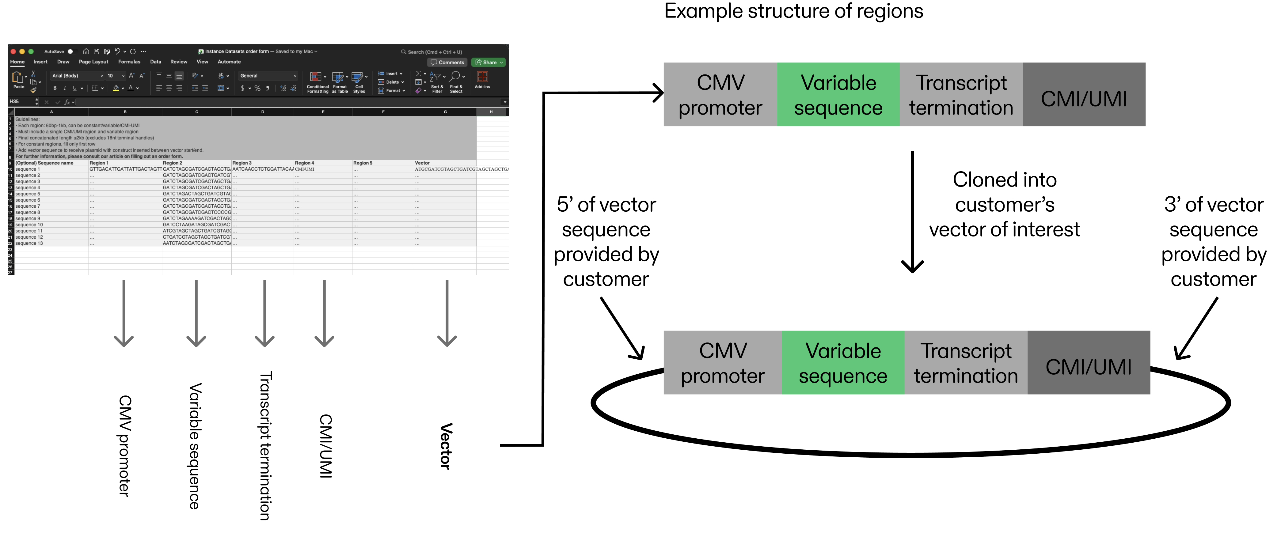 Instance DNA fragment being cloned into a vector
