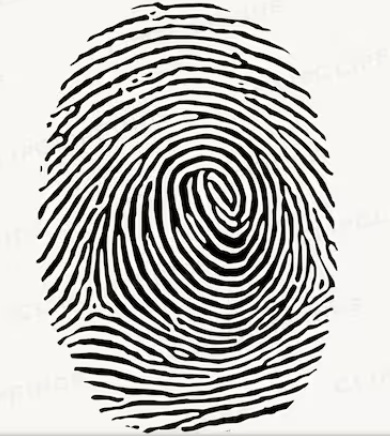 Fingerprint used for biometric authentication