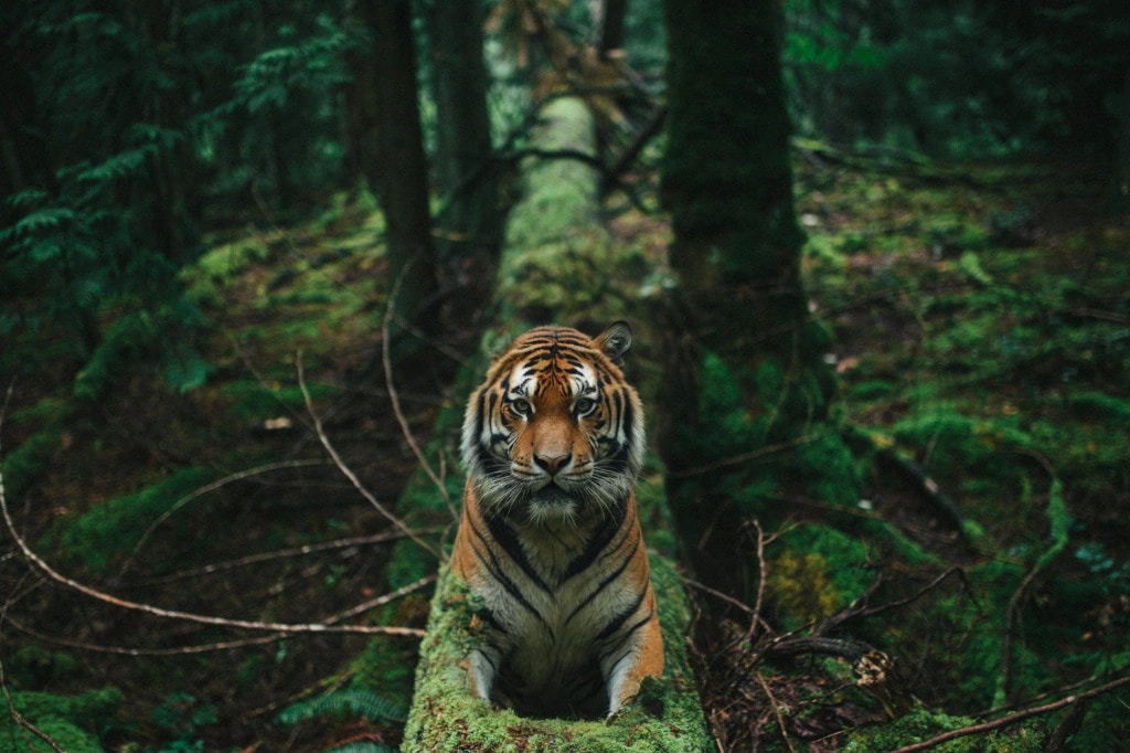 Klyra Ai Tiger On A Tree Trunk Web