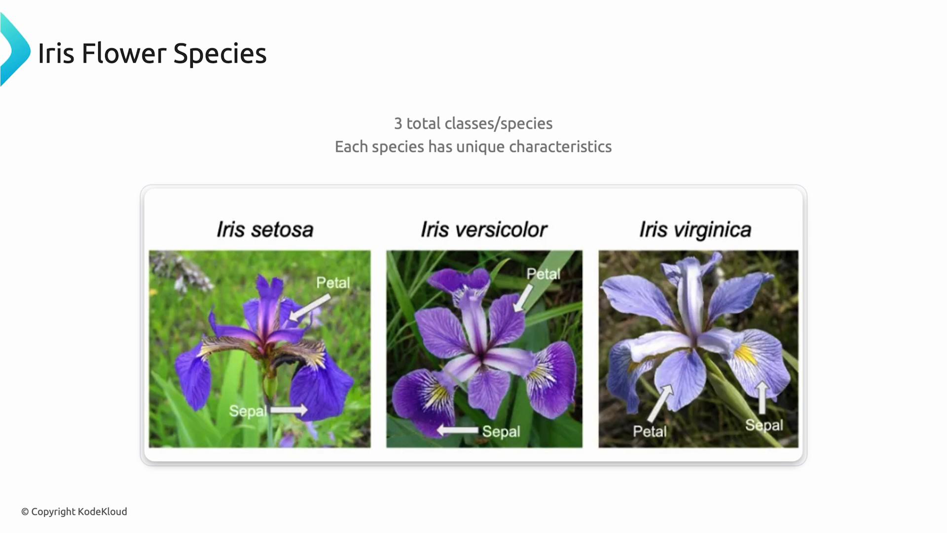 A slide titled "Iris Flower Species" showing photos of three iris types (Iris setosa, Iris versicolor, Iris virginica) with arrows labeling their petals and sepals.