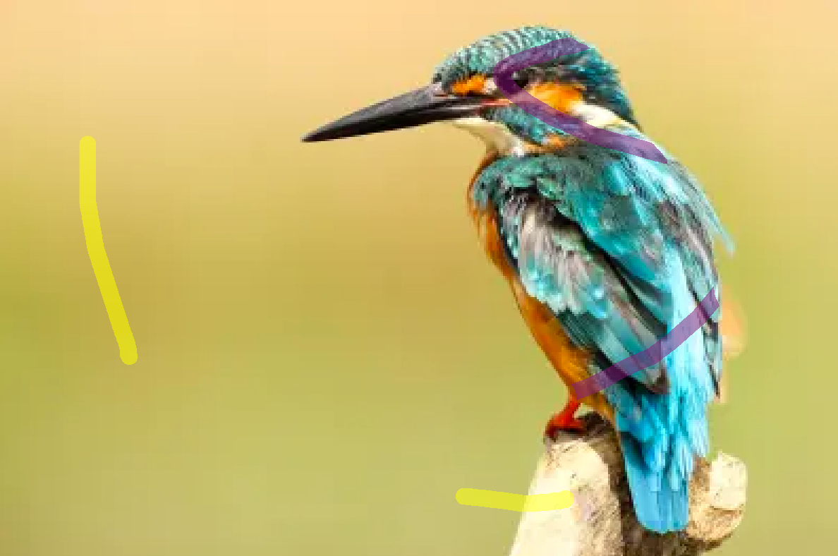 IL_label_good_bird