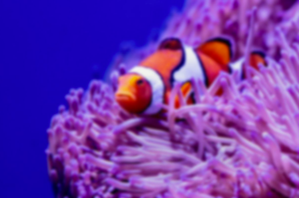 gaussian_blur_compare