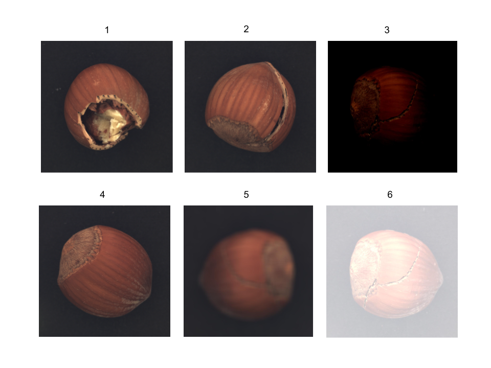 Hazelnut Dataset