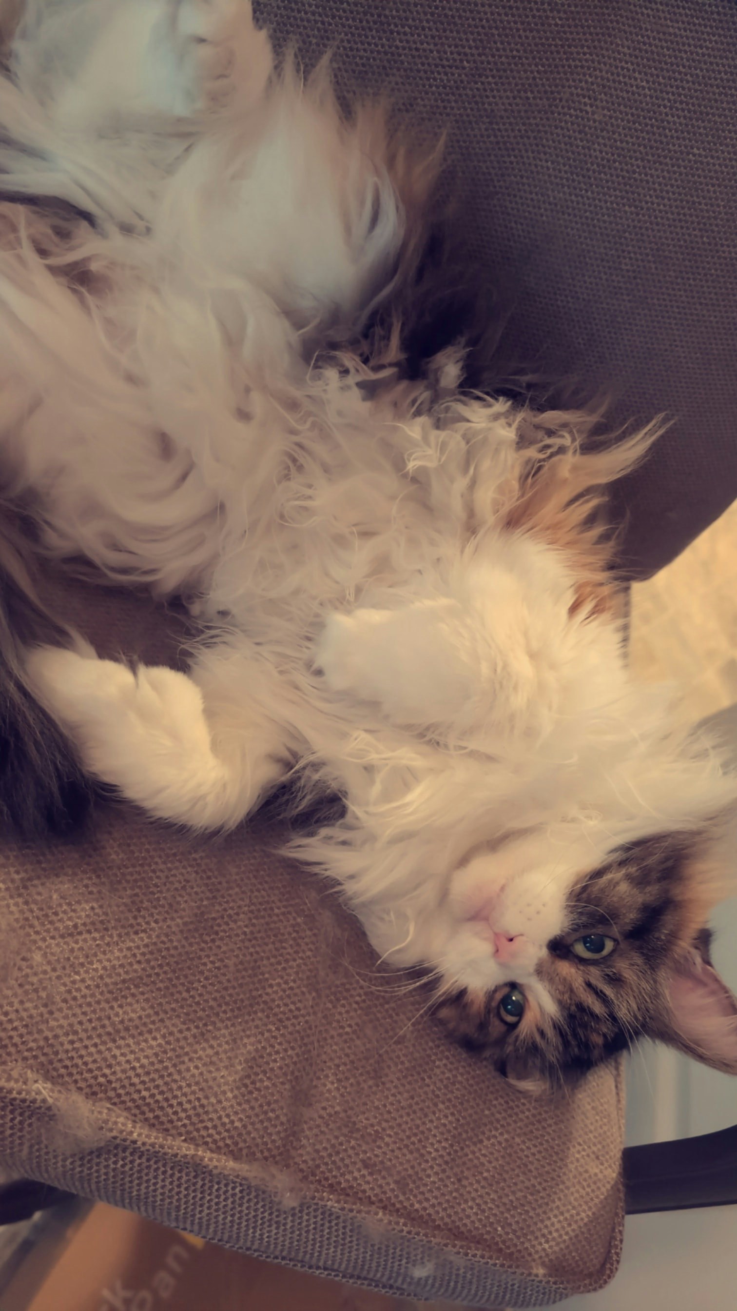 cat