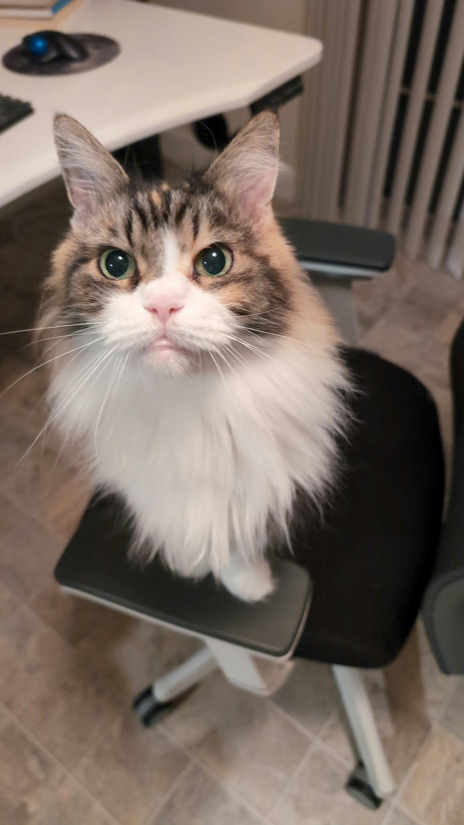 cat