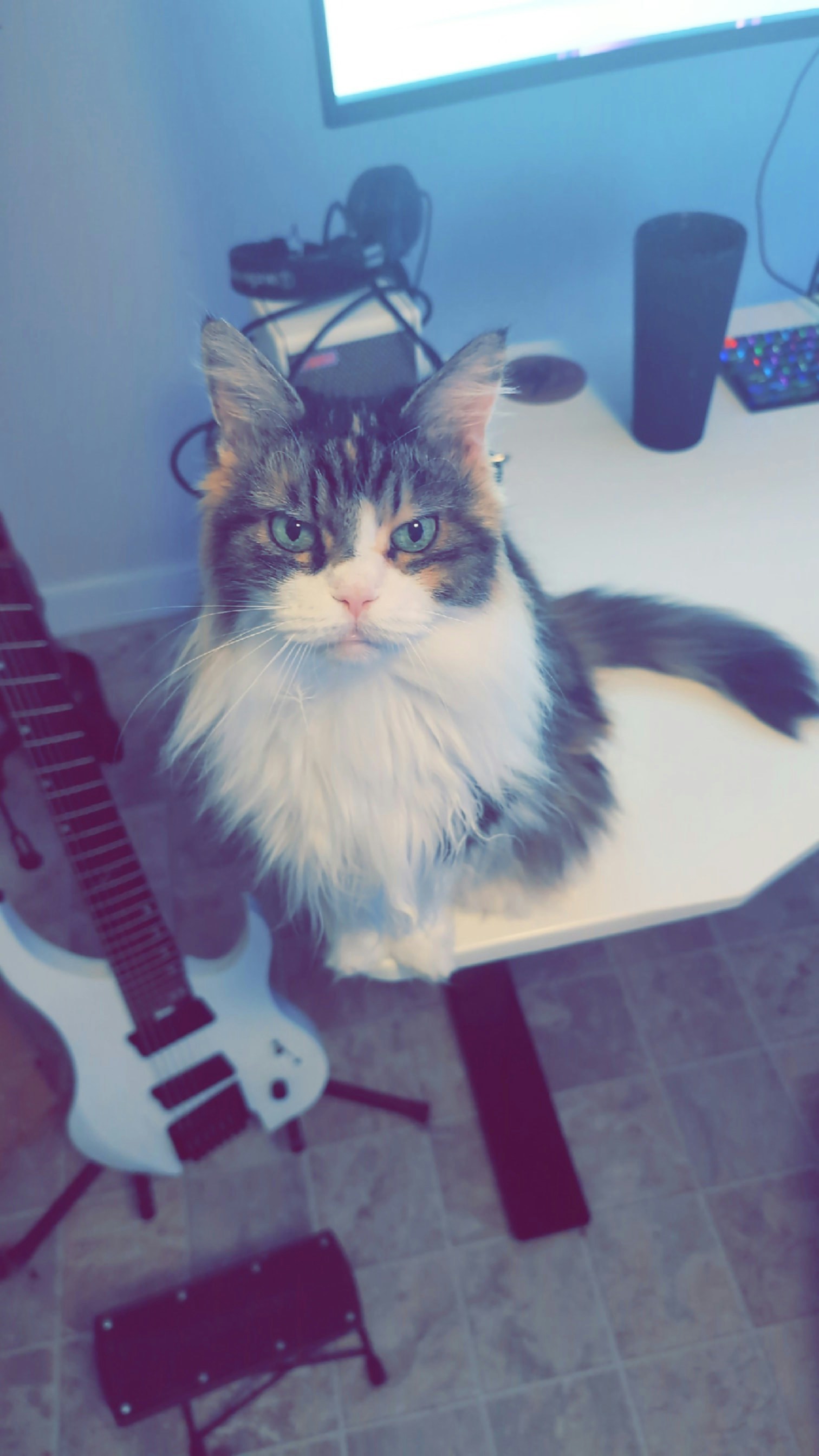 cat