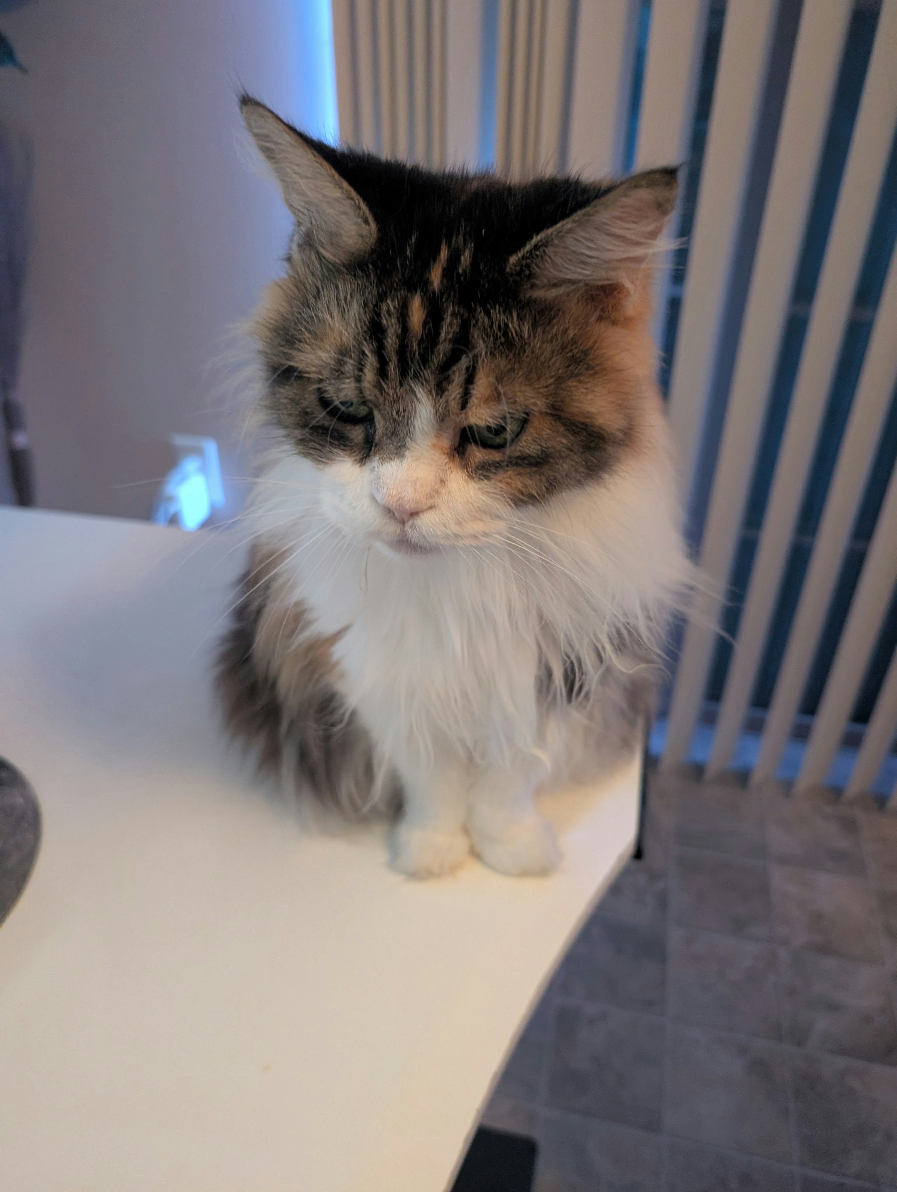 cat