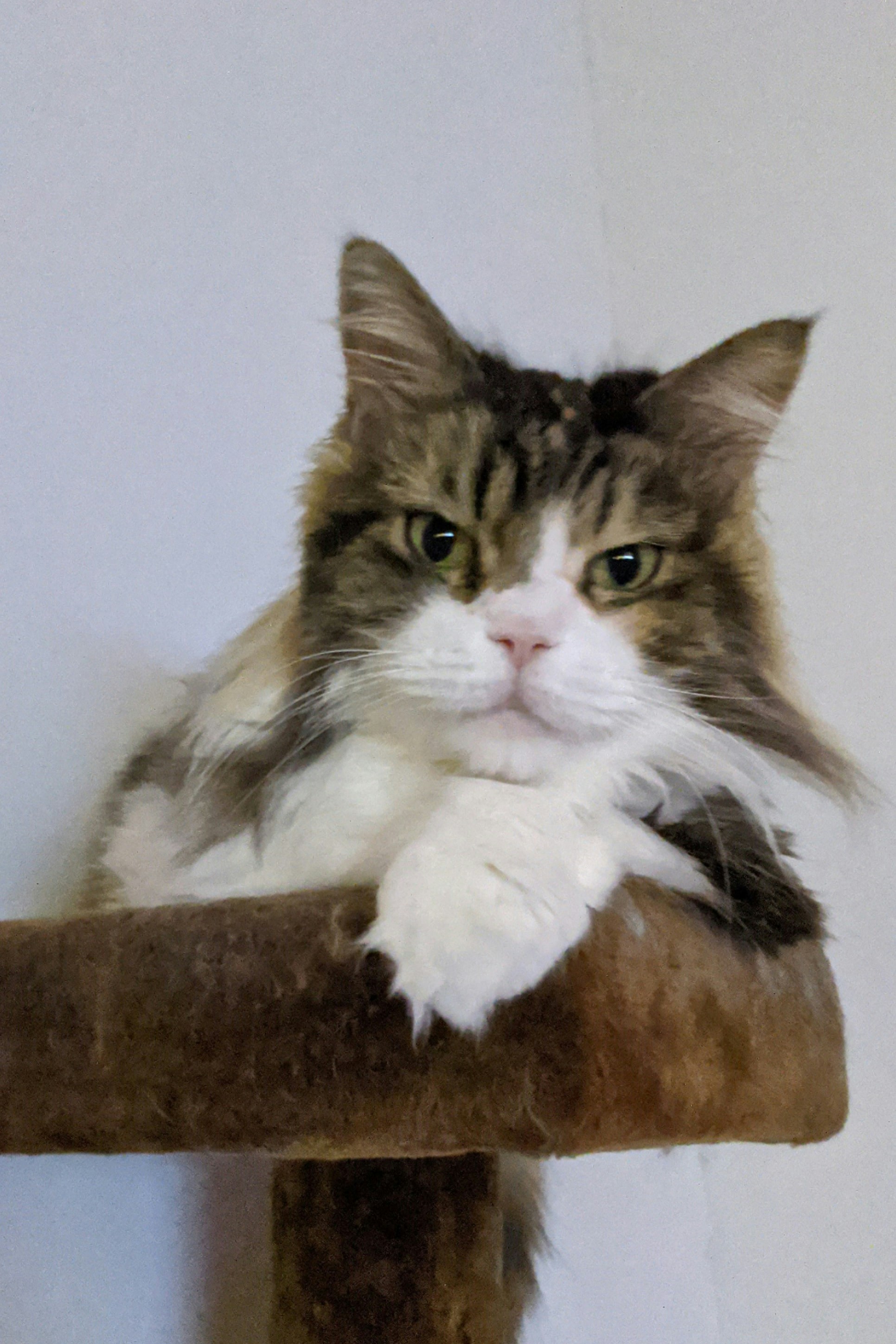 cat