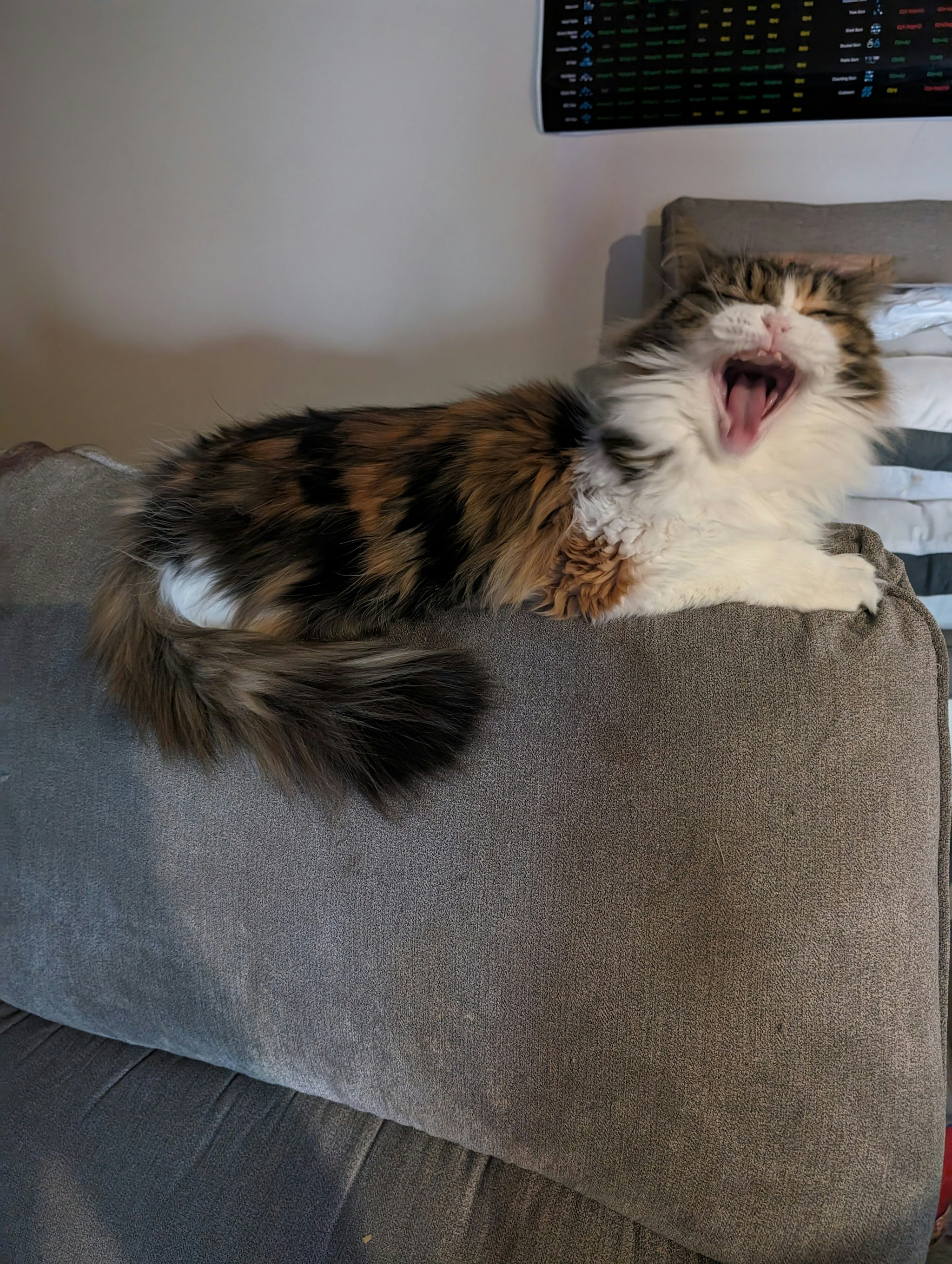 cat