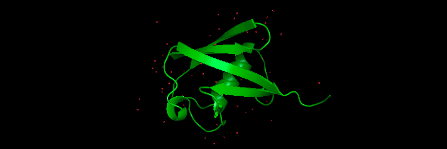 PyMOL rendering of the 1UBQ protein structure