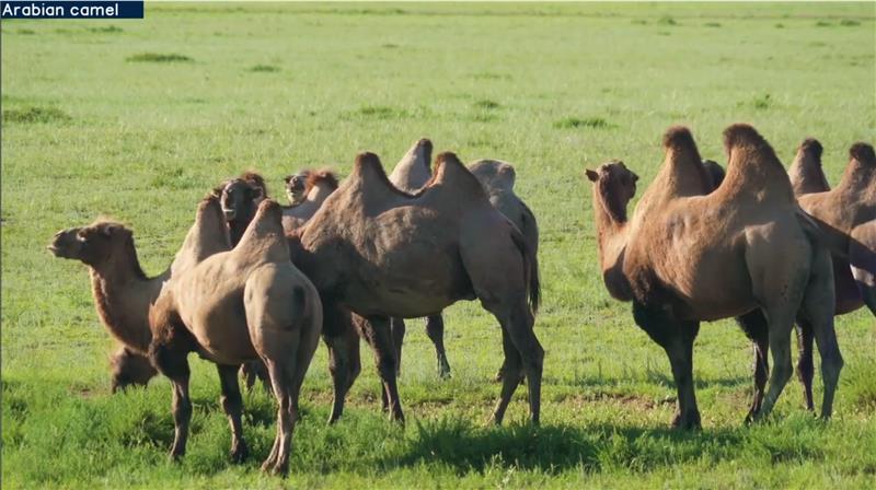 Image of a camel classification