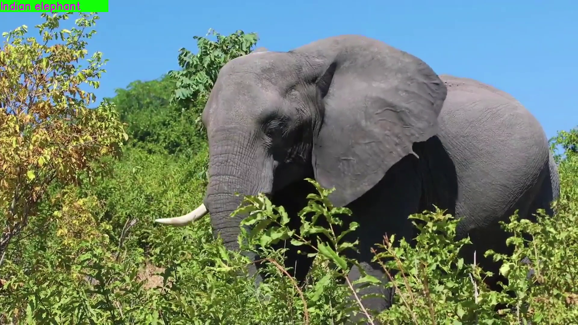 Image of a elephant classification