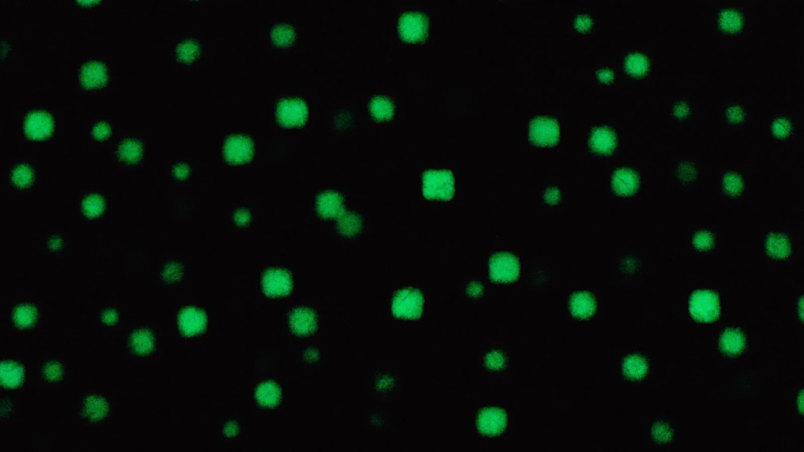 Un champ de petits cubes mats sur fond noir, chacun éclairé d'une intensité de vert différente.