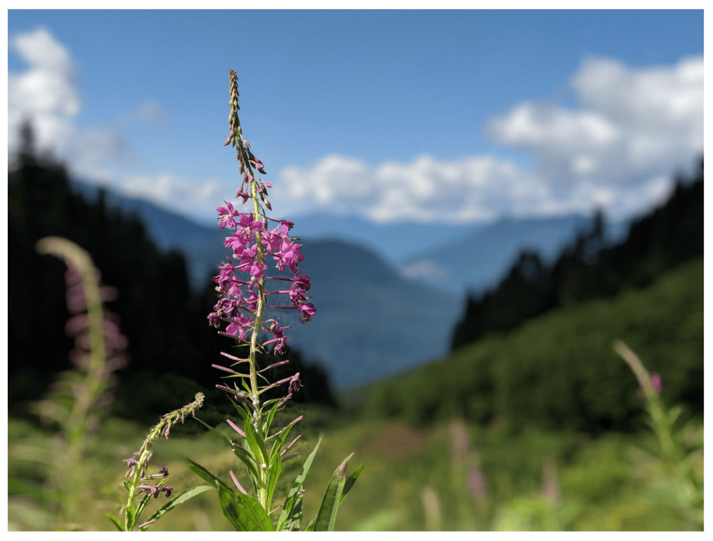 A high-resolution landscape photograph of a fireweed flower spike in sharp focus against a softly blurred background of forested mountains and a partly cloudy sky.