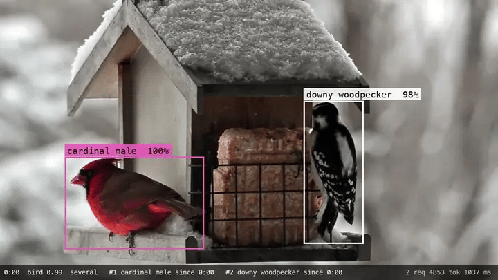 A snowy bird feeder with a male cardinal and a downy woodpecker, each in its own
labeled box with a species probability. A status bar shows the time, the bird_present
probability, and the visits open so far.