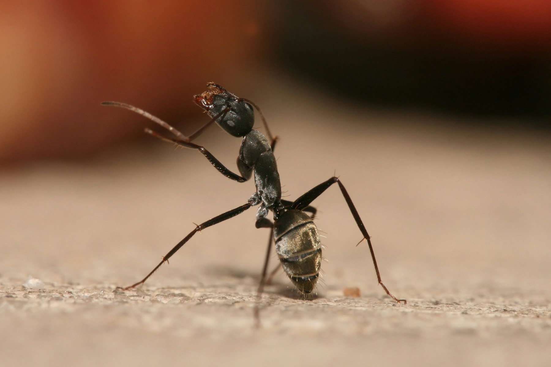 Ant Image