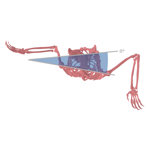 Hip shoulder separation during loading