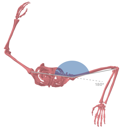 Shoulder hyperangulation during cocking